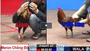 Trận 37 CPC2 26/02/2025 - Bảo Sting Phục Thù Anh Lành Vũng Tàu Thành Công