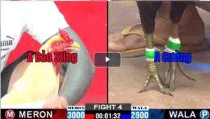 Trận 4 CPC2 19/02/2025 - Anh Bảo Sting Nhẹ Nhàng Hạ Đối Thủ