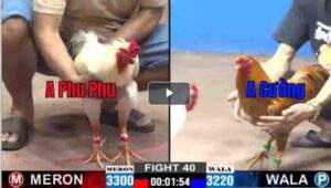 Trận 40 CPC2 16/02/2025 - Trận Thắng Đầu Tiên Của Phu Phu Hôm Nay