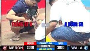 Trận 40 CPC3 06022025 - Điều Xanh Cọp Tính Gà King Đá Hạ Nhẹ Nhàng Anh Dũng Sài Gòn