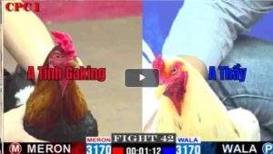 Trận 42 CPC1 17/02/2025 - Tính Gà King Bị Uá Cọp Anh Thầy Hạ Nhanh Gọn