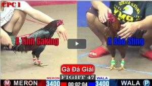 Trận 47 CPC1 22/02/2025 - Khét Bảo Sting Bươi Chà Hạ Đẹp Tính Gà King