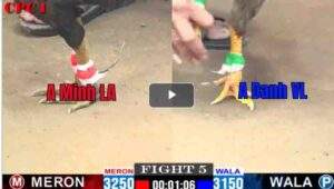 Trận 5 CPC1 27/02/2025 - Anh Nhẹ Nhàng Hạ Má Minh Với Con Xám Cọp