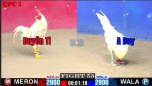 Trận 53 CPC1 08022025 - Gà Bướm Duyên Ti Bị Đá Bay Bồ Khi Gặp Bướm Anh DuyTrận 53 CPC1 08/02/2025 - Gà Bướm Duyên Ti Bị Đá Bay Bồ Khi Gặp Bướm Anh Duy