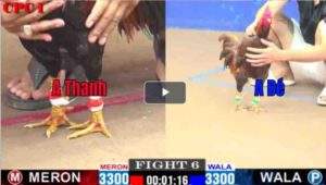 Trận 6 CPC1 18/02/2025 - Anh Thanh Điện Lực Hạ Anh Bé Bến Tre Nhẹ Nhàng