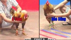 Trận 6 CPC2 722025 - Anh Toàn Thắng Ngược Dòng Anh Bảo Sting