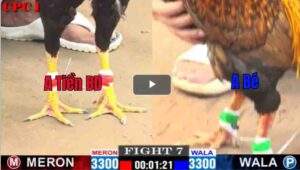 Trận 7 CPC1 25/02/2025 - Khét Cọp Anh Bé Ra Chân Hạ Đối Thủ Nhanh Gọn LẹTrận 7 CPC1 25/02/2025 - Khét Cọp Anh Bé Ra Chân Hạ Đối Thủ Nhanh Gọn Lẹ