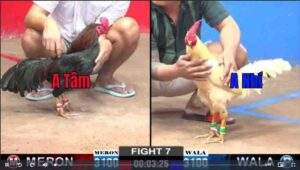 Trận 7 CPC2 922025 - Anh Tâm May Mắn Hạ Anh Nhí Biện