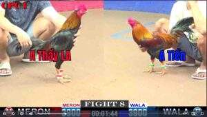 Trận 8 CPC1 1522025 - Anh Thầy Long An Đối Đầu Anh Tiền