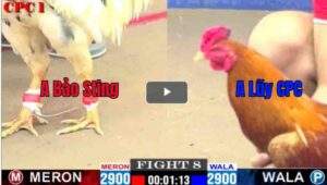 Trận 8 CPC1 22/02/2025 - Bướm Hiệu Bảo Sting Hạ Nhẹ Nhàng Chú Lũy