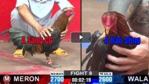 Trận 8 CPC2 19/02/2025 - Bảo Sting Gặp Que Cọp Đá Hư Hình