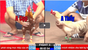 Trận 29 CPC1 20/03/2025 - Anh Quẹo Mang Cọp Ra Chồng Độ Và Kết Qủa