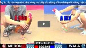 Trận 1 CPC1 04/02/2025 - Gà Xám Lội Ngược Dòng Ngoạn Mục