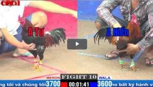 Trận 10 CPC1 25/03/2025 - Tèo Bảo Lộc Hết Phép Khi Đụng Cánh Gà Bến Tre