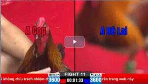 Trận 11 CPC2 28/03/2025 - Trận Gà Phản 5 Lai Ngoạn Mục Hôm Nay