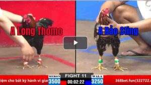 Trận 11 CPC2 30/03/2025 - Bảo Sting Gặp Long Thomo Cặp Đấu Duyên Nợ