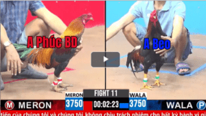 Trận 11 CPC3 08/03/2025 - Chú Phúc Bình Dương Thể Hiện Đẳng Cấp Nài Gà Của Mình