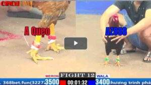 Trận 12 CPC1 27/03/2025 - Điều Cọp Đá Đâm Như Giang Hồ Hạ Đẹp Đối Thủ