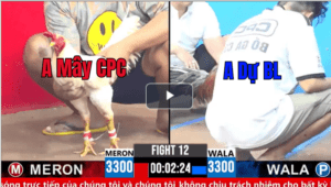 Trận 12 CPC3 08/03/2025 - Cọp Anh Dự Bảo Lộc Đá 3 Chân Hạ Đối Thủ Chớp NhoángTrận 12 CPC3 08/03/2025 - Cọp Anh Dự Bảo Lộc Đá 3 Chân Hạ Đối Thủ Chớp Nhoáng