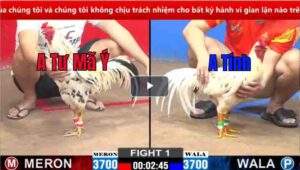 Trận 14 CPC2 14/02/2025 - Trận Gà Khai Mạc Với Qủa Đầy Bất Ngờ Hôm Nay