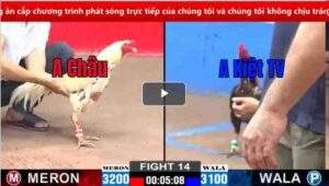 Trận 14 CPC2 16/02/2025 - Trận Đấu Lội Ngược Dòng Ngoạn Mục Của Cánh Gà Trà Vinh