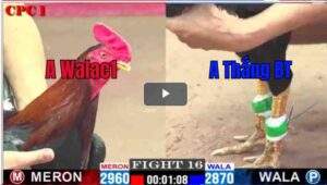 Trận 16 CPC1 01/03/2025 - Anh Thắng Bến Tre Ra Quân Hạ Đối Thủ Nhẹ Nhàng