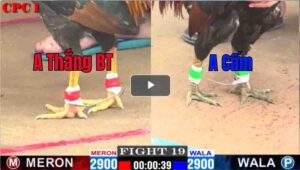 Trận 19 CPC1 24/03/2025 - Thắng Bến Tre Ra Quân Bị Phản Cay Đắng