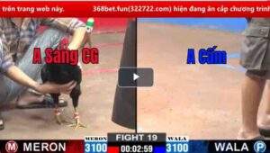 Trận 19 CPC2 16/02/2025 - Que Cọp Sẽ Như Thế Nào Khi Gặp Bướm Cọp Của Bồ