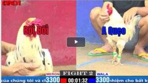 Trận 2 CPC1 20/03/2025 - Bối Bối Ra Quân Hạ Đẹp Đối Thủ