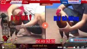 Trận 20 CPC2 14/02/2025 - Điều Gà Rừng Lần Đầu Xuất Hiện Tại Bồ Và Cái Kết