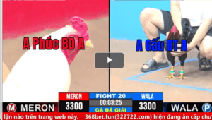 Trận 20 CPC3 08/03/2025 - Chú Phúc Bình Dương Tiếp Tục Hạ Anh Gấu Bến Tre