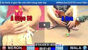 Trận 23 CPC1 15/03/2025 - Điều Xanh Mẻ Hiệu Gặp Ngay Bướm Cọp Và Cái Kết