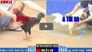 Trận 25 CPC1 27/03/2025 - Bướm Cọp Sài Gòn Hạ Đẹp Bướm Hiệu Gò Công