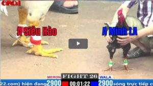 Trận 26 CPC1 31/03/2025 - Má Minh Khẳng Định Đẳng Cấp Trước Đối Thủ