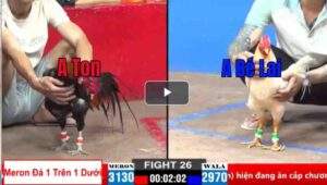 Trận 26 CPC2 28/03/2025 - Xem Thường Bướm Chân Cua Và Cái Kết