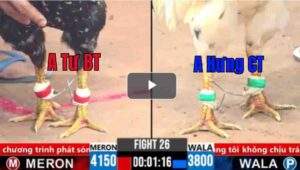 Trận 26 CPC3 13/02/2025 - Bướm Hưng Cần Thơ Gặp Điều Cọp Và Cái Kết