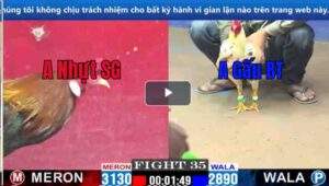 Trận 28 CPC1 07/03/2025 - Bướm Đá Như Bướm Hiệu Của Bảo Sting