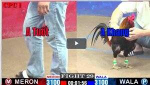 Trận 29 CPC1 01/03/2025 - Gà Duyên Ti Gặp Cọp Bị Đá 1 Chân Té Tuyệt Đối