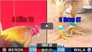 Trận 30 CPC3 05/03/2025 - Anh Hưng Cần Thơ Thua Bất Ngờ Trong Trận Gà Chơi Cực Lớn