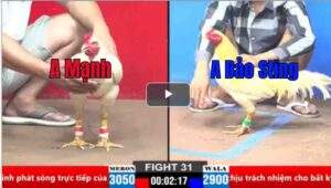 Trận 31 CPC2 21/03/2025 - Cuộc Đối Đầu Của Mạnh Bến Tre Và Bảo Sting