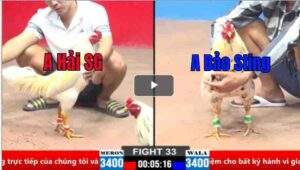 Trận 33 CPC2 21/03/2025 - Bướm Hiệu Bảo Sting Bào Ngực Đối Thủ Phê Bỏ Chạy