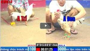 Trận 34 CPC1 20/03/2025 - Bướm Hiệu Anh Tính Gà King Ra Chân Qúa Chính Xác