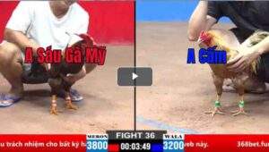 Trận 36 CPC2 26/03/2025 - Cái Gía Của Kẻ Ngông Cuồng Khi Để Đối Thủ Nặng Hơn 6 Chấm