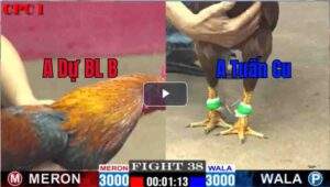 Trận 38 CPC1 22/03/2025 - Bối Bối Vĩnh Long Gặp Ngay Hàng Nóng