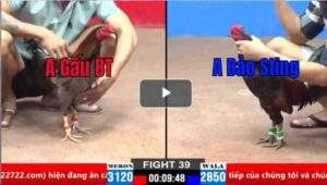 Trận 39 CPC2 30/03/2025 - Bảo Sting Bao Bồ Khi Đụng Gấu Bến Tre