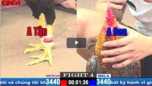 Trận 4 CPC1 25/03/2025 - Cú Kêu Nhưng Điều Không Tử