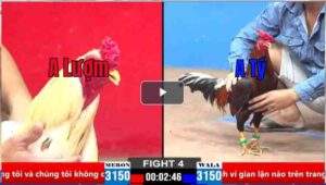 Trận 4 CPC2 28/03/2025 - Anh Lượm Nhấp Mấy Chân Rinh Anh Tý Ra Ngoài