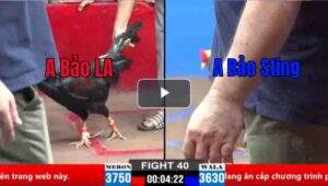 Trận 40 CPC2 30/03/2025 - Bảo Sting Nài Gà Đẳng Cấp Phản Ăn 1