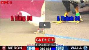 Trận 41 CPC1 24/03/2025 - Anh Tùng Và Anh Thành Sài Gòn Cuộc Đối Đầu Của 2 Con Cọp