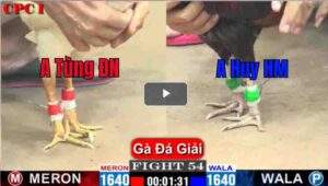 Trận 41 CPC1 24/03/2025 - Buớm Cọp Ra Quân Giúp Đội Nhà Gần Hơn Với Chức Vô Địch